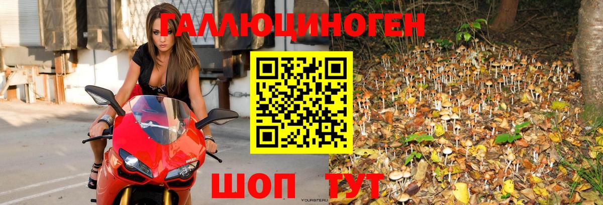 где купить   Галлюциногенные грибы Psilocybe  Волоколамск  Вход с VPN  Галлюциногенные грибы GOLDEN TEACHER 